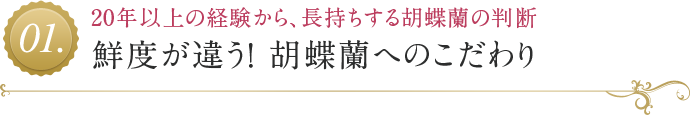 鮮度が違う！ 胡蝶蘭へのこだわり