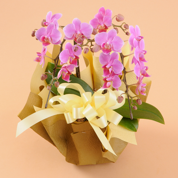 今年の母の日は５月１２日です。母の日の胡蝶蘭のご予約を、承っております！