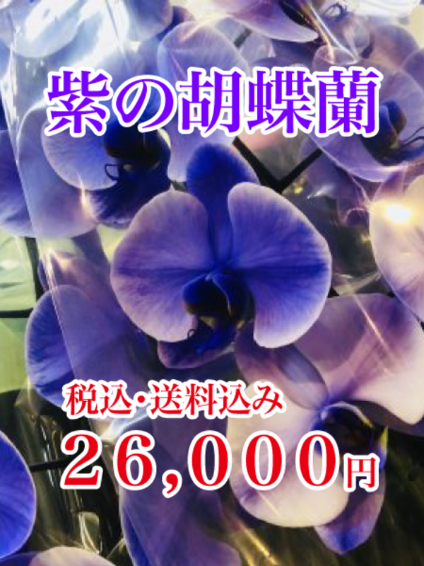 紫の胡蝶蘭♪