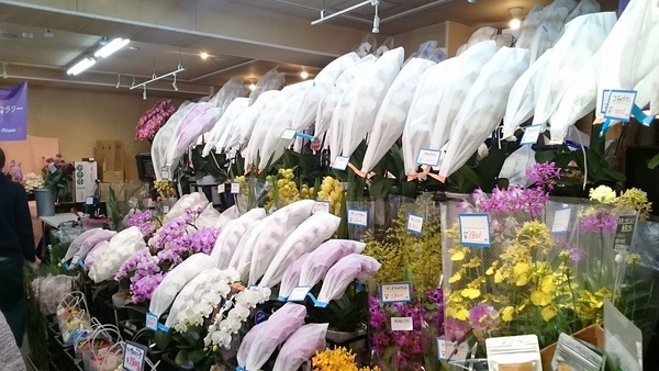 ４月１日付御就任祝い胡蝶蘭市場が熱い！