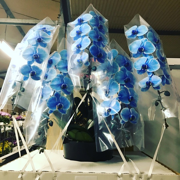 日本フラワーの胡蝶蘭ギフト・通販の特徴！