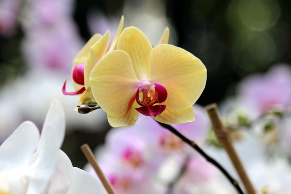 胡蝶蘭の日本フラワー、本日１月5日、営業開始です！