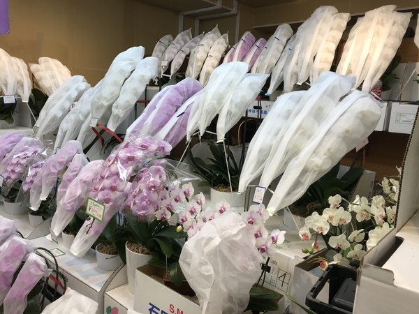 新春に想いを寄せて！