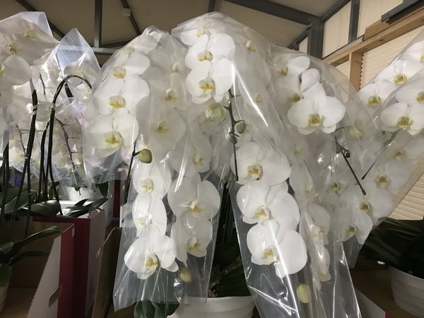 胡蝶蘭の日本フラワー、本日１月４日から営業します！