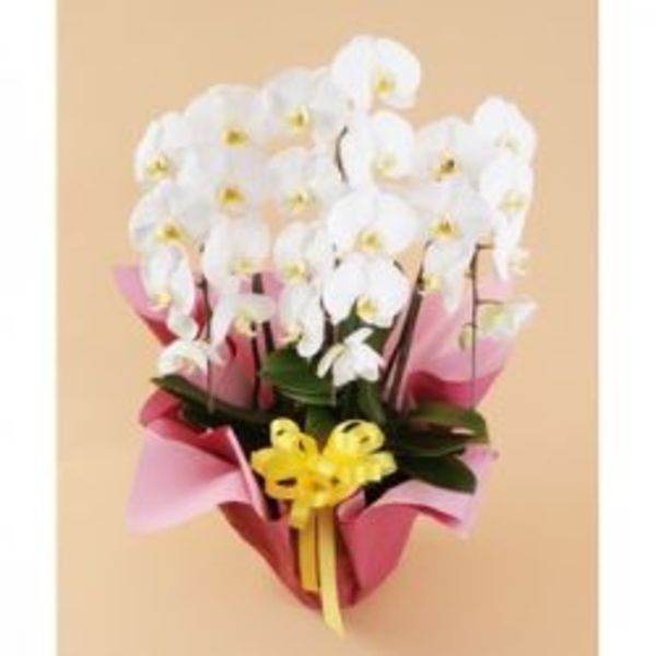 年始・新年の胡蝶蘭でのご挨拶！