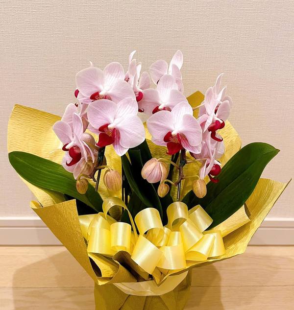 春は、嬉しいお祝いごとが多いですね！