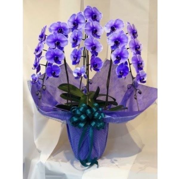 青い胡蝶蘭、紫色の胡蝶蘭ぞくぞく入荷！