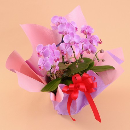 ミニ胡蝶蘭 3本立 ピンク