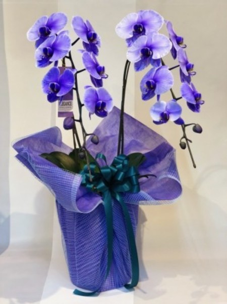 紫の胡蝶蘭　パープルエレガンス　2本立ち