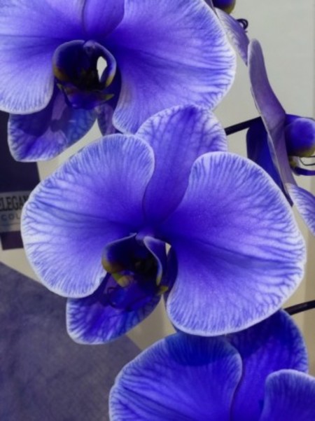 紫の胡蝶蘭　パープルエレガンス　2本立ち