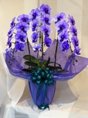 紫の胡蝶蘭　パープルエレガンス　3本立ち