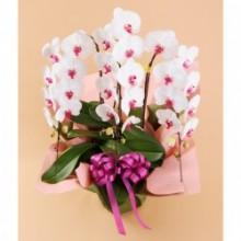 光触媒(造花) 7本立胡蝶蘭 ピンク