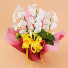 光触媒(造花) 7本立胡蝶蘭 ピンク