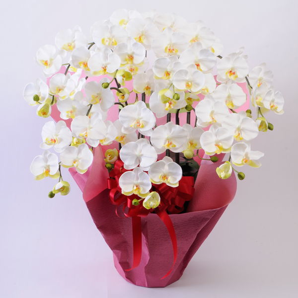 胡蝶蘭M5F 白赤（高約７０cm×幅４０cm）光触媒コーティング - 造花