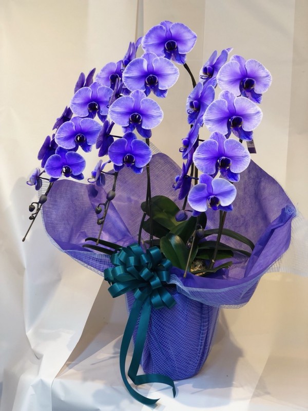 紫の胡蝶蘭　パープルエレガンス　3本立ち